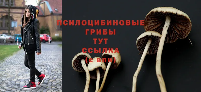 Галлюциногенные грибы Psilocybe  Новошахтинск 